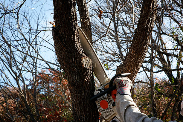 Best Tree Risk Assessment  in Black River, NY