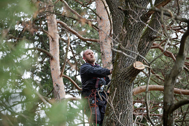 Trusted Black River, NY Tree Services Experts